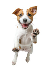 A cute puppy jumps with a happy expression and a paw raised.