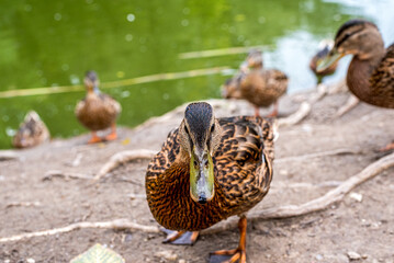 Wild mallard ducks eating corn next to a pond