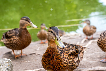 Wild mallard ducks eating corn next to a pond