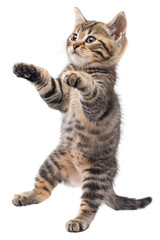 Fototapeta premium A playful tabby kitten stands on its hind legs, paws outstretched, with a curious expression.
