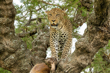 Africa, Tanzania. A big male leopard guards his kill of a reed buck that is stashed high in the tree.