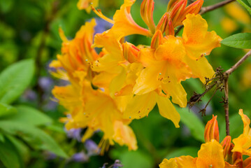 photo of spring flowers in the park