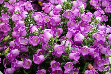 Purple color of Canterbury Bells 'Campana Lilac' flowers