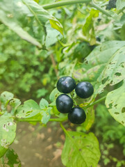 a close up of solanum americanum