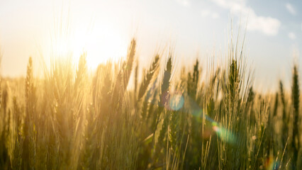 Obraz premium Authentic scenic image of fresh wheat ears in a field. Concept of bread and flour production, quality, and agriculture. Pastry and bakery background. Sun rays with lens flare effects.