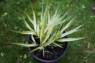Beautiful variegated white and green leaves of Japanese Hakone Grass 'Aureola'
