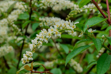 photo of spring flowers in the park