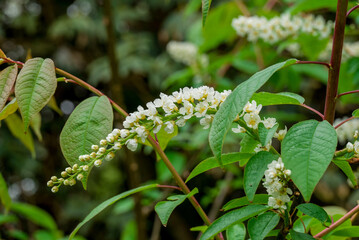 photo of spring flowers in the park