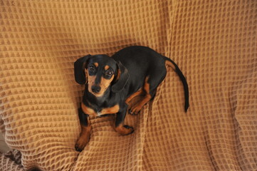 filhote de duchshund 