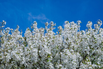 spring background with spring  flowers