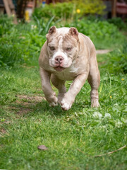 Beautiful American Bully puppy running among green grass. A purebred beige dog runs swiftly in nature.