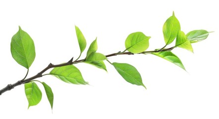 Leaf Sprig. Green Leaf Bud Germinating on Fresh Twig in Nature