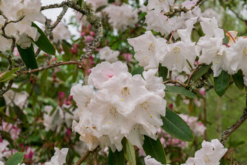 photo of spring flowers in the park