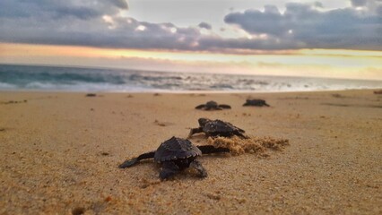 baby turtles going to the Pacific Ocean