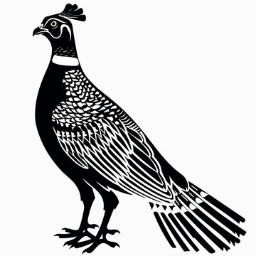 recommend clip art: Pheasant in cartoon, doodle style . Image for t-shirt, web, mobile apps and ui. Isolated 2d vector illustration in logo, icon, sketch style, Eps 10, black and white. AI Generative