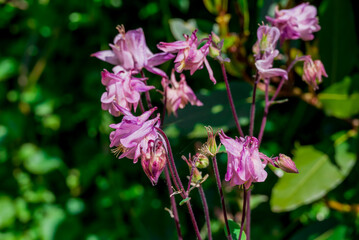 spring background with spring  flowers