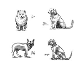 Obraz premium Spitz, Golden retriever, Beagle, French bulldog. Dogs In This Drawing. Different breeds of domestic animals. Puppy characters design collection. Engraved hand drawn monochrome sketch. Vintage line art