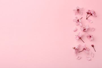 Beautiful spring tree blossoms and petals on pink background, flat lay. Space for text