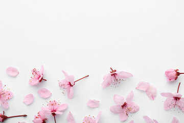 Beautiful spring tree blossoms and petals on white background, flat lay. Space for text