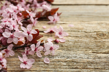 Spring branch with beautiful blossoms and leaves on wooden table, closeup. Space for text