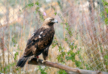 Golden eagle (lat.- Aquila chrysaetos)