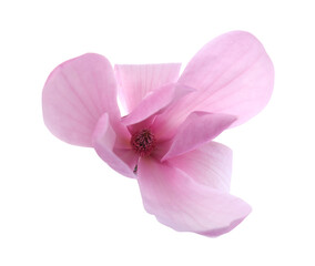 Beautiful pink magnolia flower isolated on white