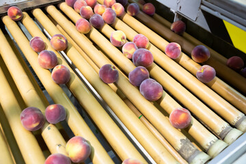 Fresh peaches on processing line of sorting and packaging