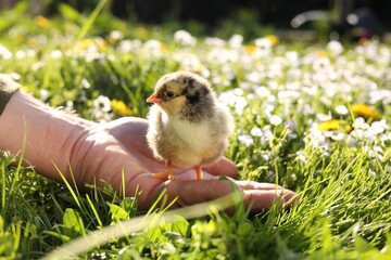 Man with cute chick on green grass outdoors., closeup. Baby animal