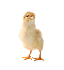 Fototapeta premium One cute chick isolated on white. Baby animal