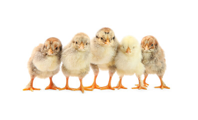 Many cute chicks isolated on white. Baby animals