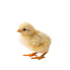 One cute chick isolated on white. Baby animal