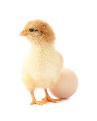 Cute chick and egg isolated on white. Baby animal