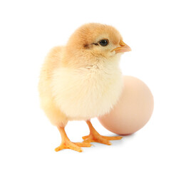Cute chick and egg isolated on white. Baby animal
