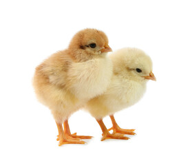 Obraz premium Cute chicks isolated on white. Baby animals