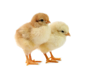 Cute chicks isolated on white. Baby animals