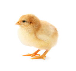 One cute chick isolated on white. Baby animal