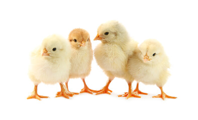 Fototapeta premium Many cute chicks isolated on white. Baby animals