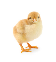 Obraz premium One cute chick isolated on white. Baby animal