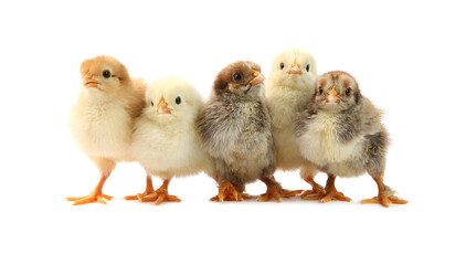 Many cute chicks isolated on white. Baby animals