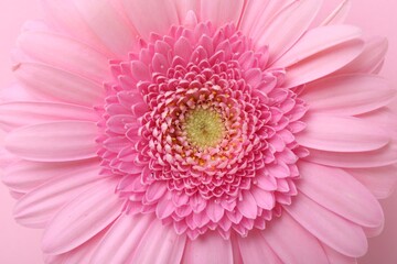 One beautiful tender gerbera flower on pink background, top view
