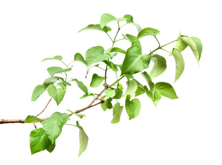 Branch of lilac bush with young fresh green leaves isolated on white. Spring season