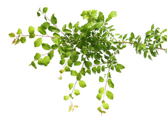 Branch of tree with young fresh green leaves isolated on white. Spring season