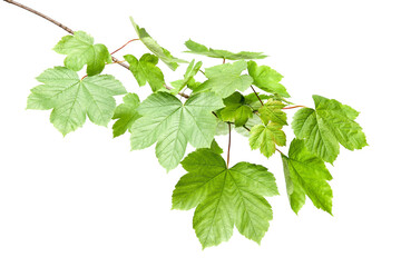 Branch of maple tree with young fresh green leaves isolated on white. Spring season