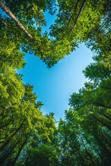 Fototapeta premium Love in Nature, Heart-Shaped Tree Canopy