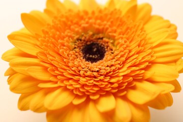 Beautiful yellow gerbera flower on beige background, closeup