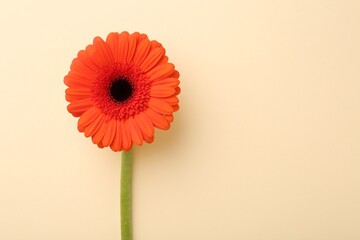 Beautiful orange gerbera flower on beige background, top view. Space for text