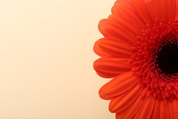 Beautiful orange gerbera flower on beige background, top view. Space for text