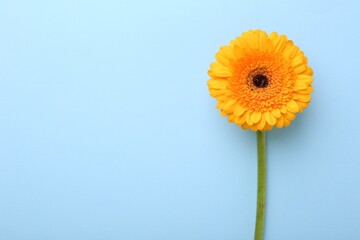 Beautiful yellow gerbera flower on light blue background, top view. Space for text