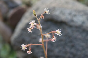 Saxifraga x geum skalnica kuklikowata