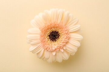 Beautiful gerbera flower on beige background, top view